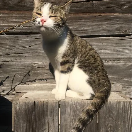 Holzblockhaeuser Fam. Schabus * Hermagor-Pressegger See