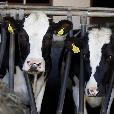 Holzblockhaeuser Fam. Schabus *