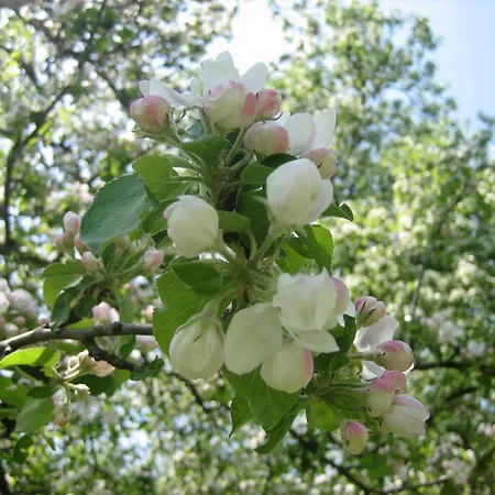 Holzblockhaeuser Fam. Schabus * Hermagor-Pressegger See