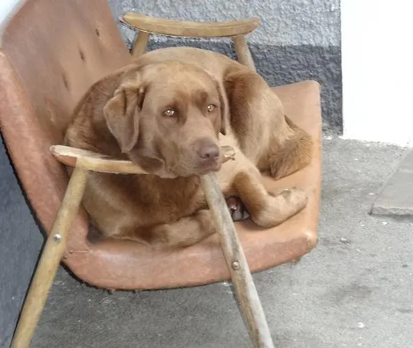 Holzblockhaeuser Fam. Schabus Nyaraló