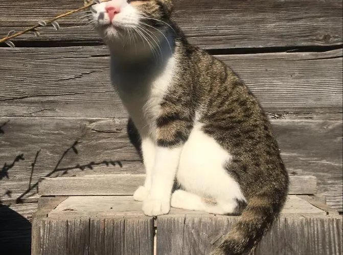 Holzblockhaeuser Fam. Schabus * Hermagor-Pressegger See