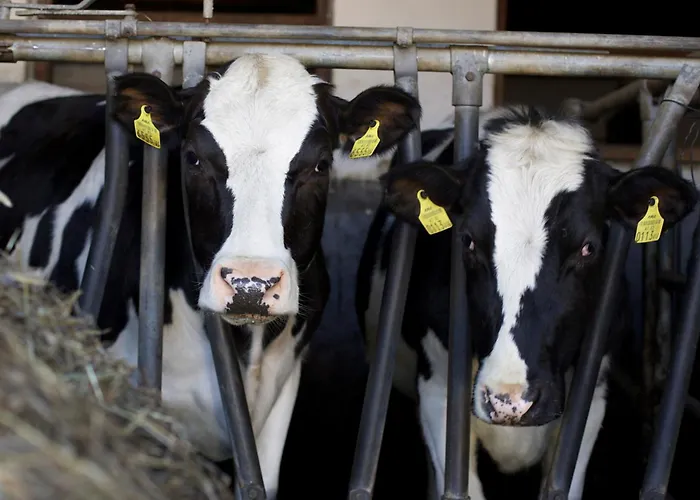 Holzblockhaeuser Fam. Schabus *