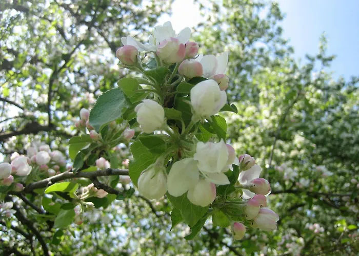 Holzblockhaeuser Fam. Schabus * Hermagor-Pressegger See